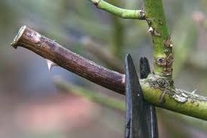 uploads/images/disease/Die back of rose.jpg